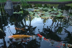 Koi Pond